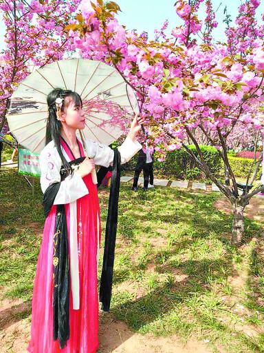 鶴壁漢服美女賞櫻花 回眸一笑百媚生