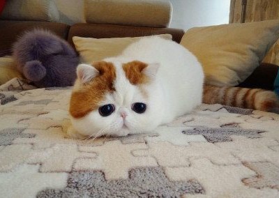搞笑說說加圖片5
